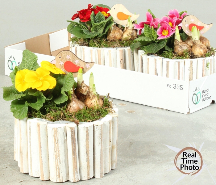 <h4>ARR TUINPLANTEN</h4>