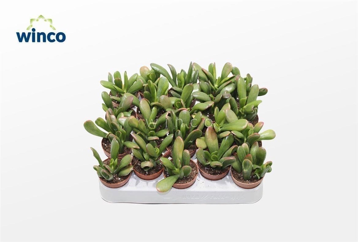 <h4>Crassula Hobbit-sunset</h4>