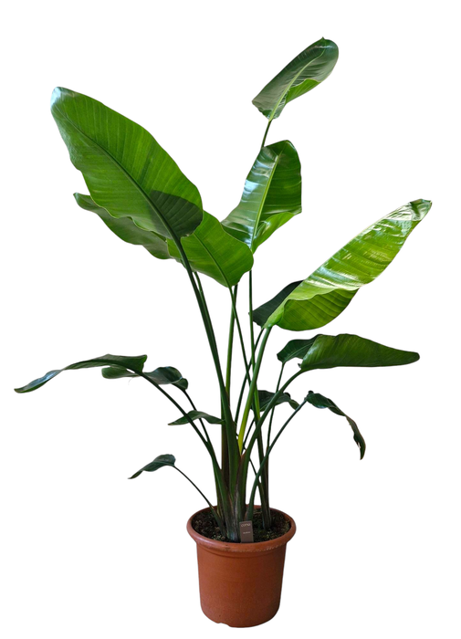 <h4>Strelitzia Nicolai 35 cm</h4>