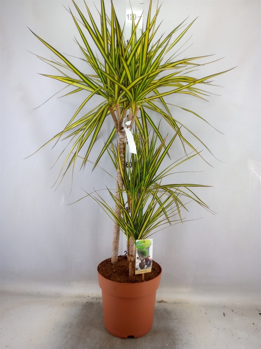 <h4>Dracaena marg. 'Sunray'</h4>