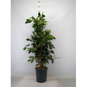 Ficus benja. 'Danielle'