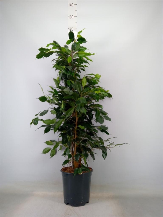 <h4>Ficus benja. 'Danielle'</h4>
