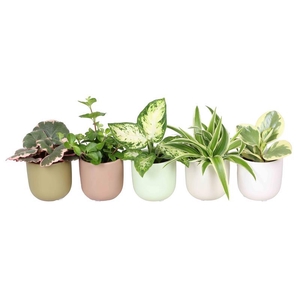 L 67358 Green MIX 6 cm