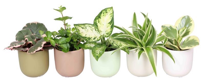 <h4>L 67358 Green MIX 6 cm</h4>