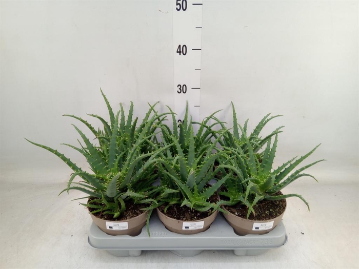 <h4>Aloe arborescens</h4>