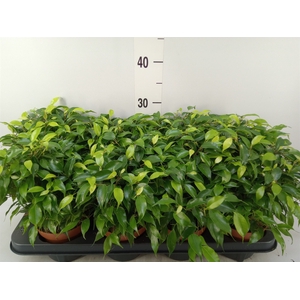 Ficus benja. 'Green Kinky'