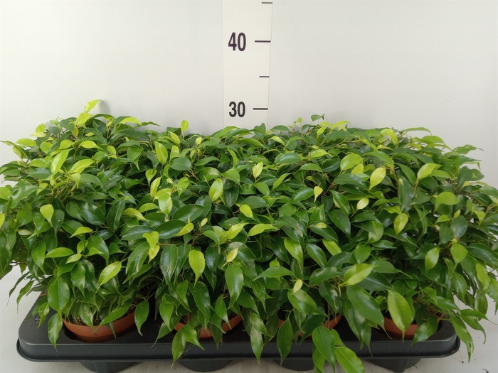 <h4>Ficus benja. 'Green Kinky'</h4>