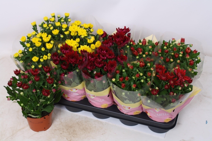 <h4>CHRYS GEVULDBL GEM</h4>