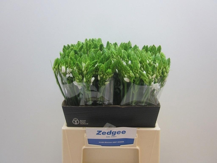 <h4>ORNIT THYRSOIDES</h4>