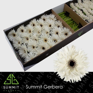 Gerbera Spider Garden Ghost Doos