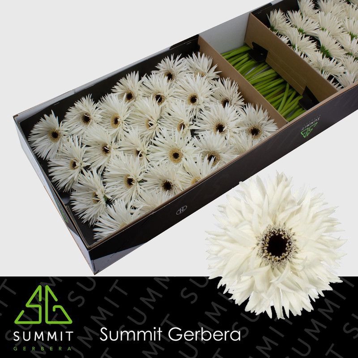 <h4>Gerbera Spider Garden Ghost Doos</h4>