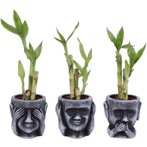 Lucky Bamboo Toef in Ceramic pot Ø09cm