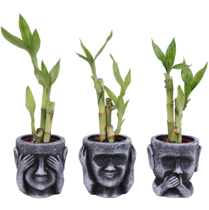 <h4>Lucky Bamboo Toef in Ceramic pot Ø09cm</h4>