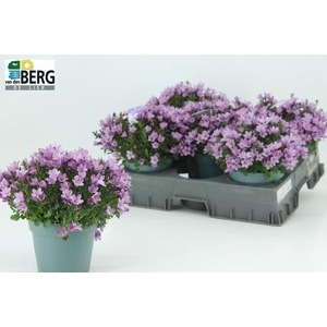 CAMP PORTENSCHLAGIAN