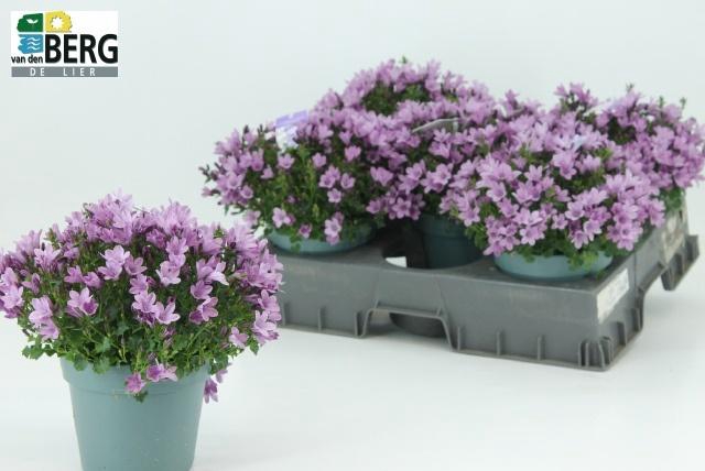 <h4>CAMP PORTENSCHLAGIAN</h4>