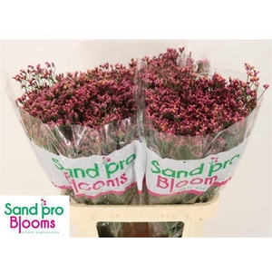 LIM SIN TIFFANY DIAM