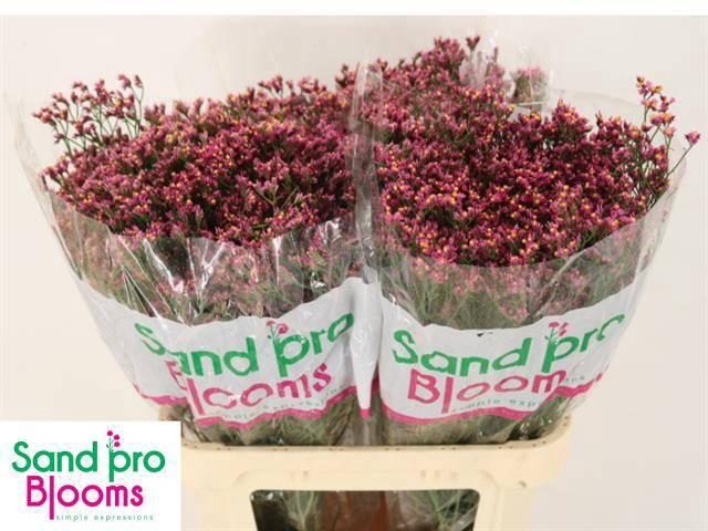 <h4>LIM SIN TIFFANY DIAM</h4>