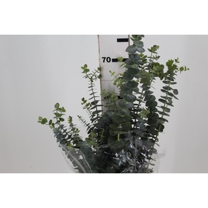 FOLHAGEM EUCAFLOR MINI