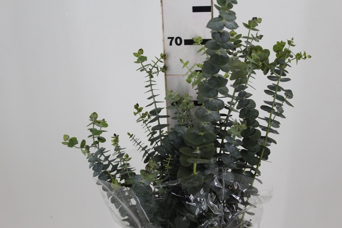 <h4>FOLHAGEM EUCAFLOR MINI</h4>