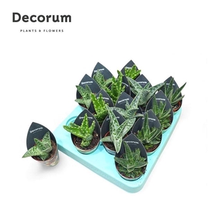 Aloe gemengd
