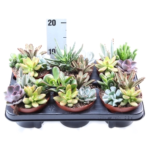 Succulents   ...