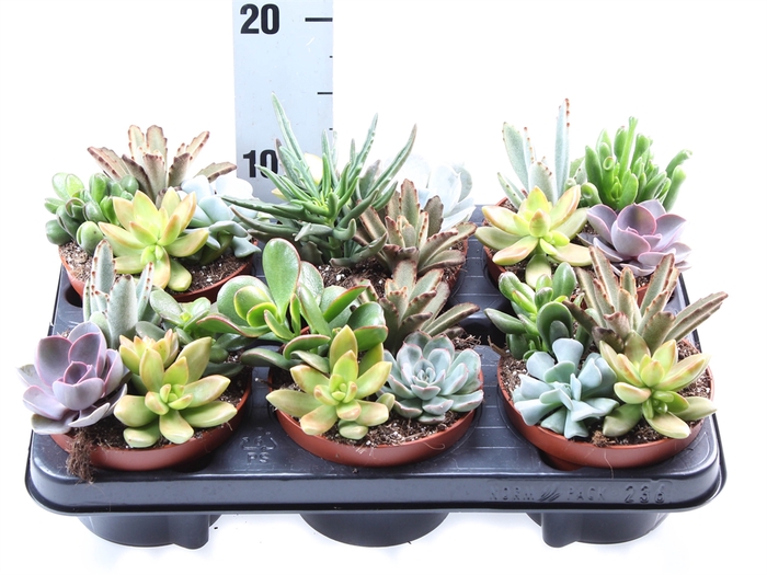 <h4>Succulents   ...</h4>