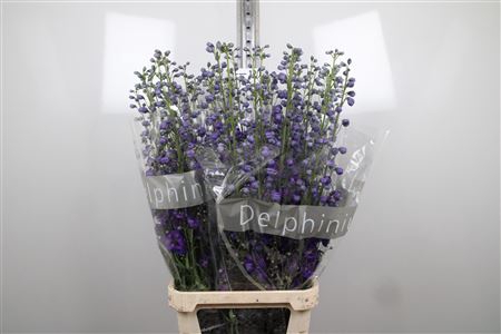 <h4>Delph Du Delp Jewel</h4>