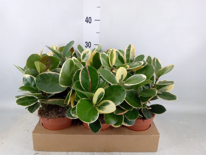 <h4>Hoya australis 'Lisa'</h4>