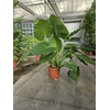 Alocasia