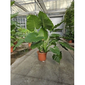 Alocasia