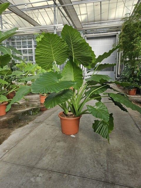 <h4>Alocasia</h4>