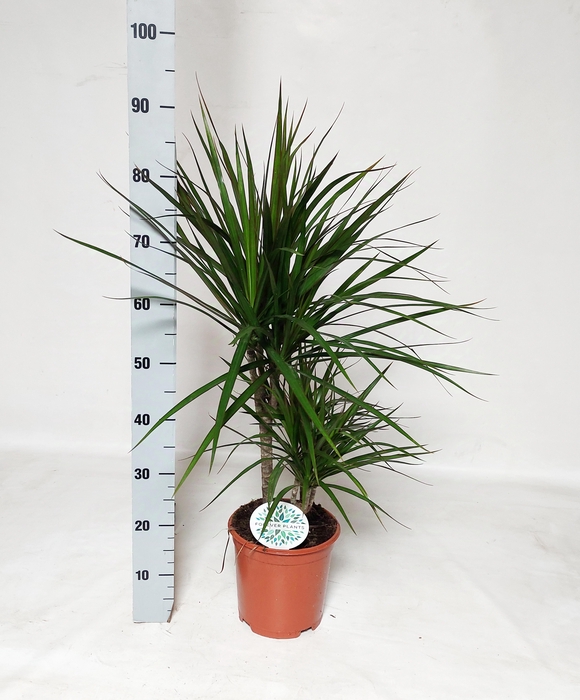 <h4>DRA MARGINATA</h4>