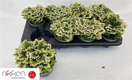 <h4>Selag M Jori</h4>