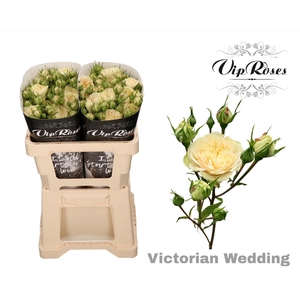 R TR VICTOR WEDDING+