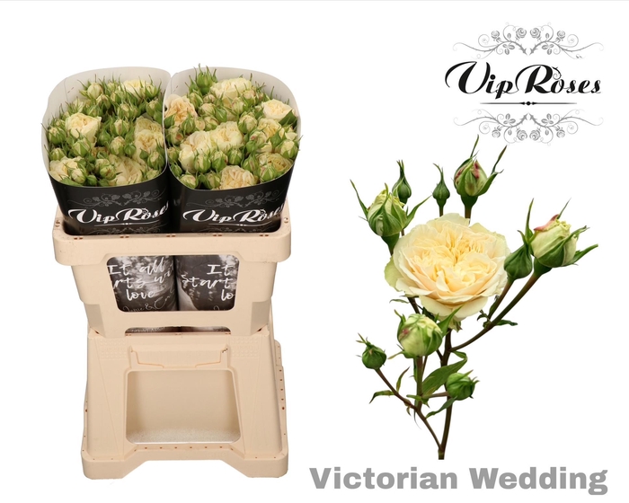 <h4>R TR VICTOR WEDDING+</h4>
