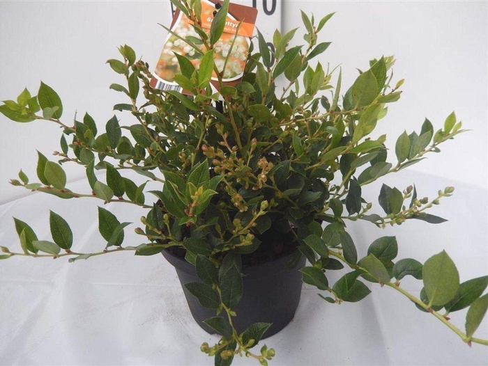 Gaultheria wisleyensis