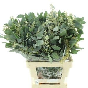 Euca Populus Berries 350grams Super