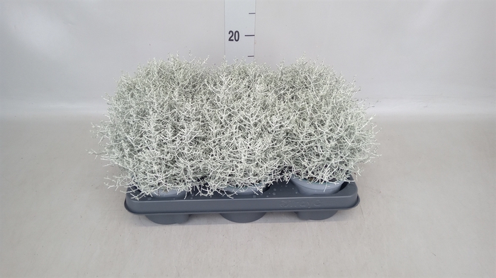<h4>Leucophyta brownii</h4>