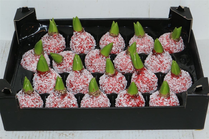 <h4>Wax Hyacinth Snow Rood Kerst</h4>