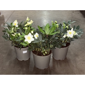 Helleborus niger Christmas Carol 21Ø 40cm