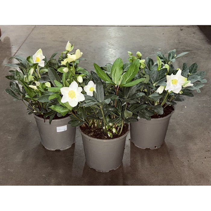 <h4>Helleborus niger Christmas Carol 21Ø 40cm</h4>