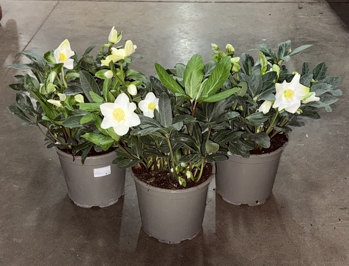 Helleborus niger Christmas Carol 21Ø 40cm