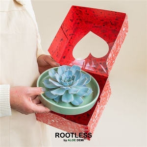 ROOTLESS Echeveria, Octopus bowl - love box