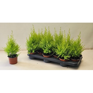 cupressus Goldcrest Wilma 