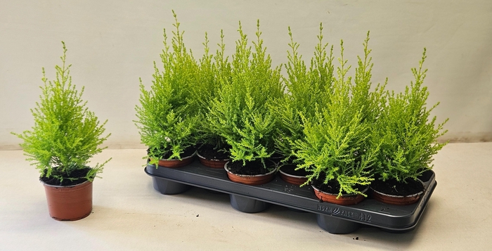 <h4>cupressus Goldcrest Wilma "p10,5 piramide"</h4>