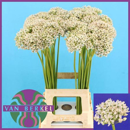 <h4>Allium Nigrum</h4>