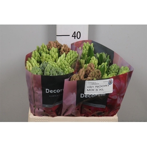 Hyac Gem 5 Kleuren
