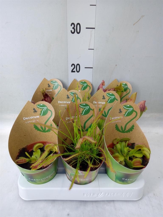 <h4>Vleesetende planten</h4>