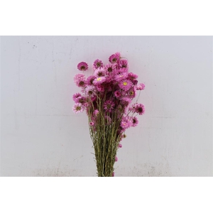 Dried Acroclinium Nat Pink Bunch