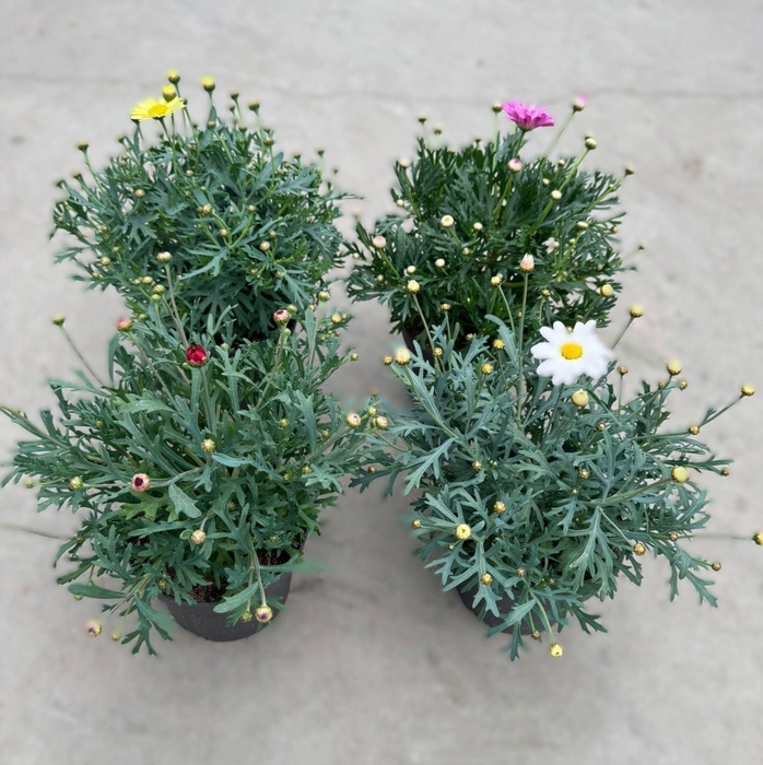 <h4>Argyrant. La Rita Gemengd</h4>